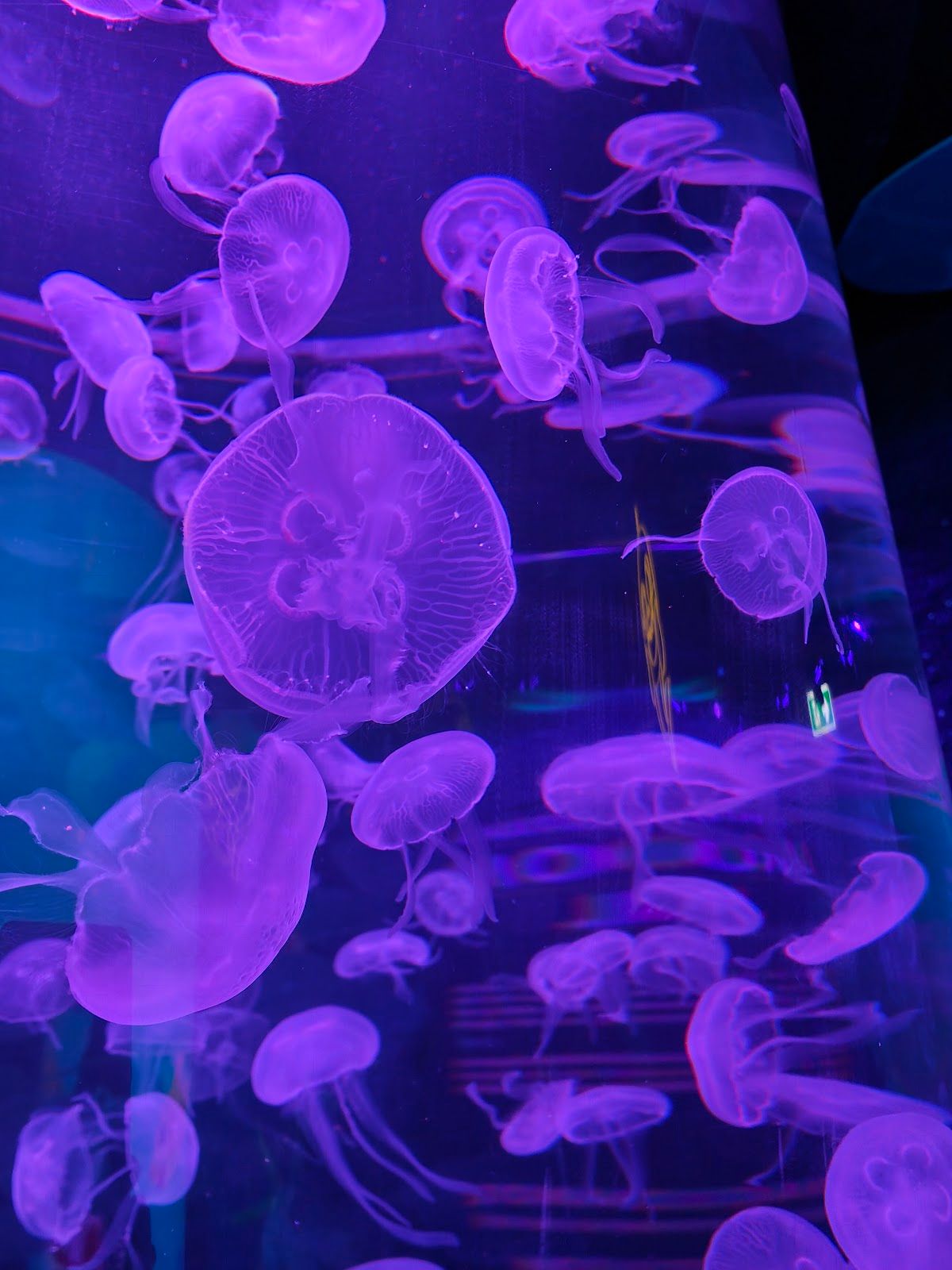 Sea Life Bangkok Ocean World - Image 9