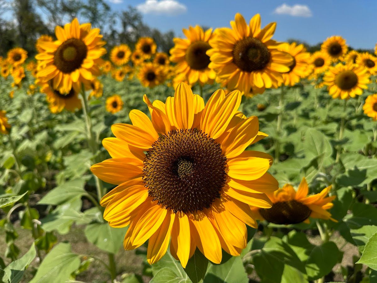 Chatuchak Park - Image 3