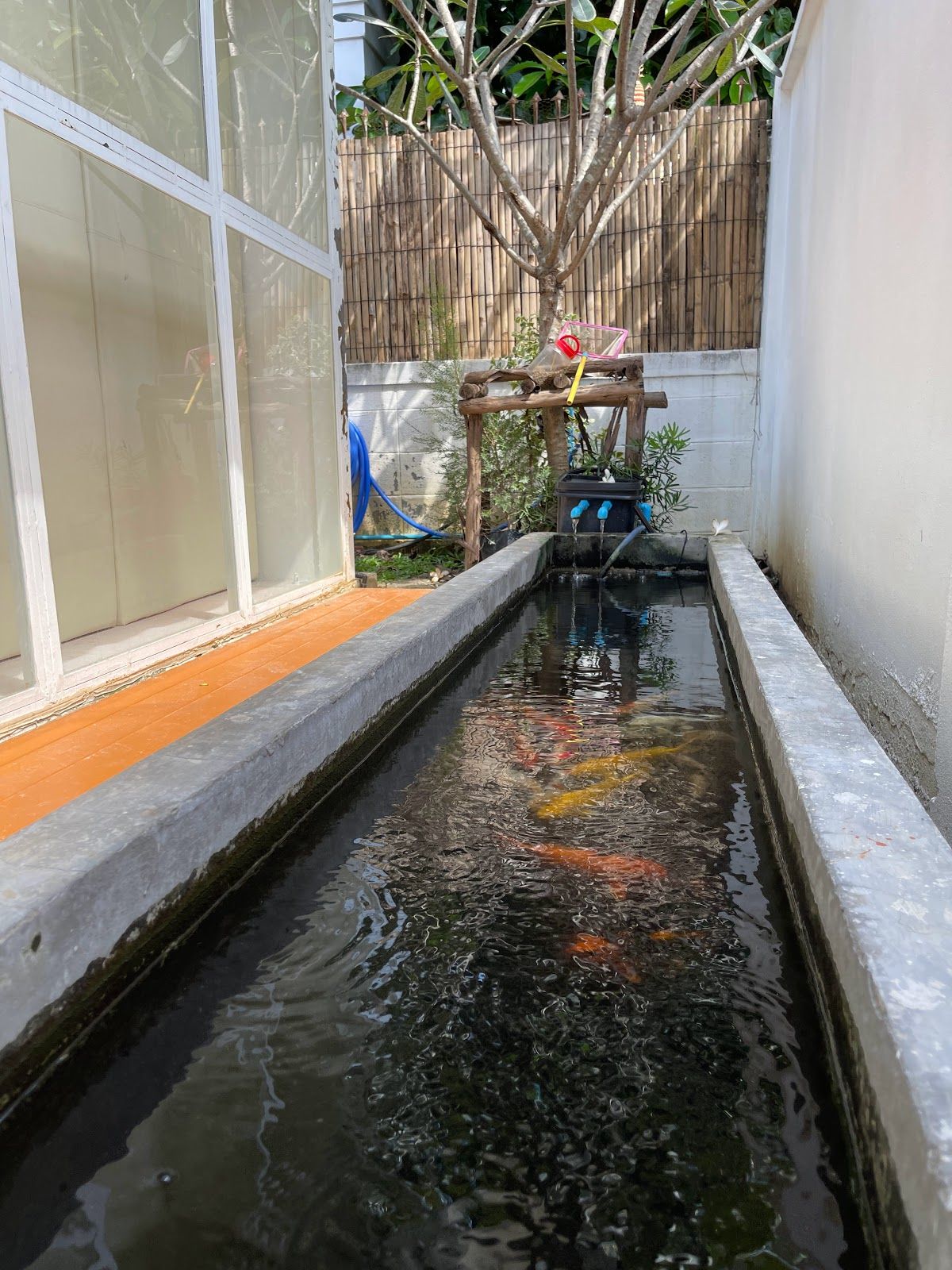 Banana Tree Horse Kids Cafe - Image 7