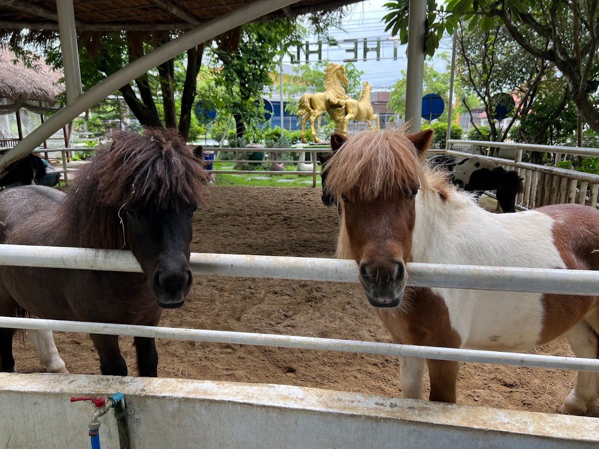 The Hay - Equestrian Center & Eatery - Image 5