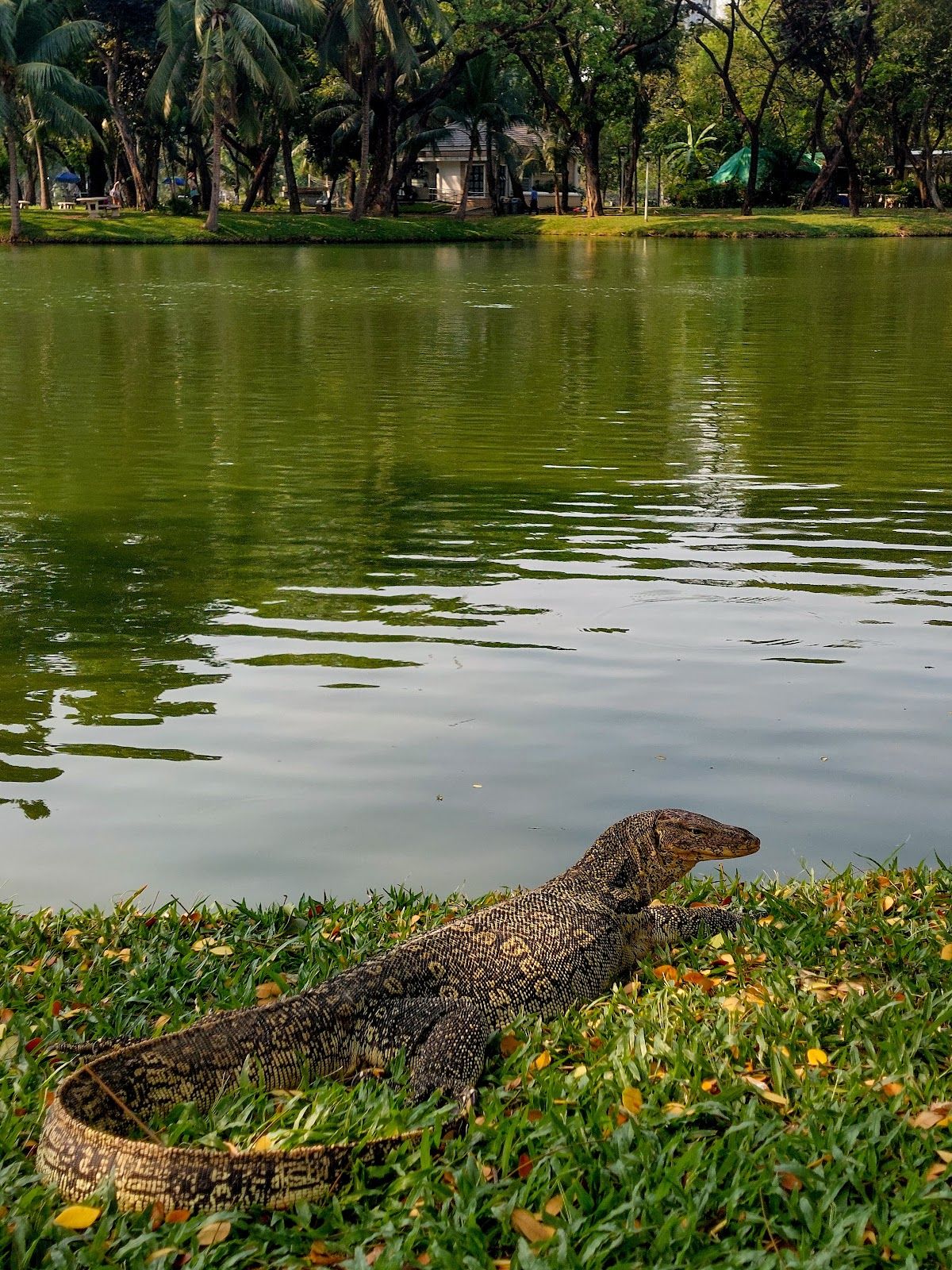 Lumphini Park - Image 5