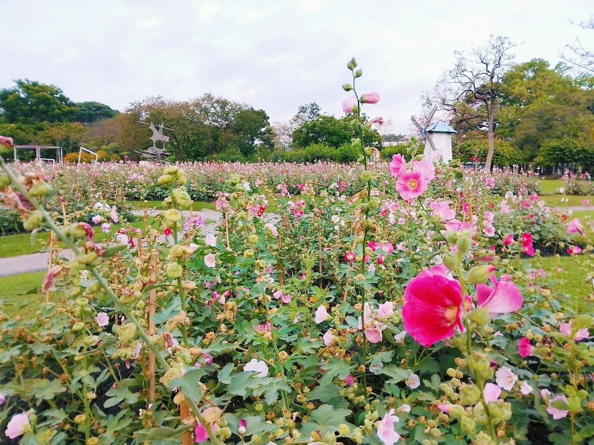 Chatuchak Park - Image 4