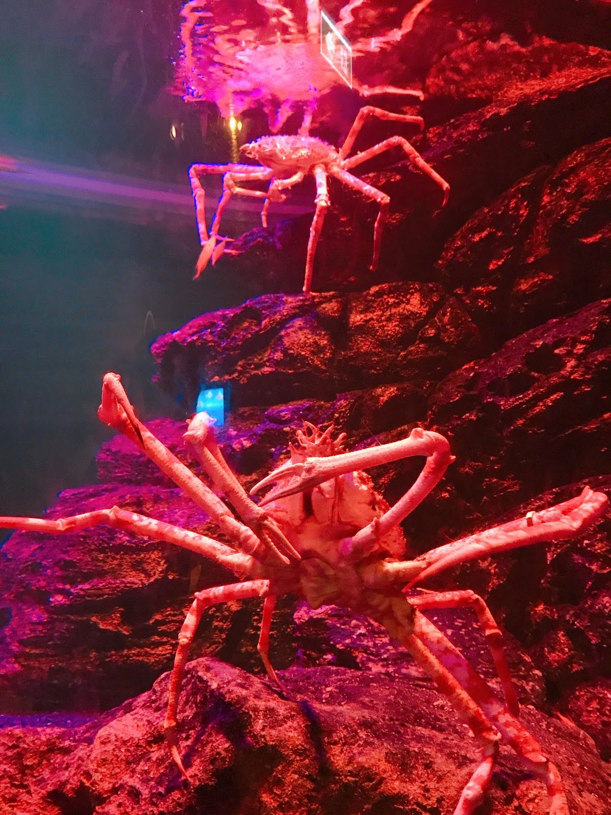 Sea Life Bangkok Ocean World - Image 2