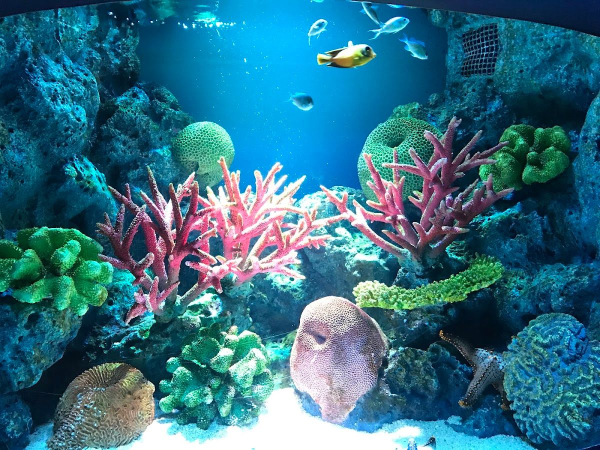 Sea Life Bangkok Ocean World - Image 3