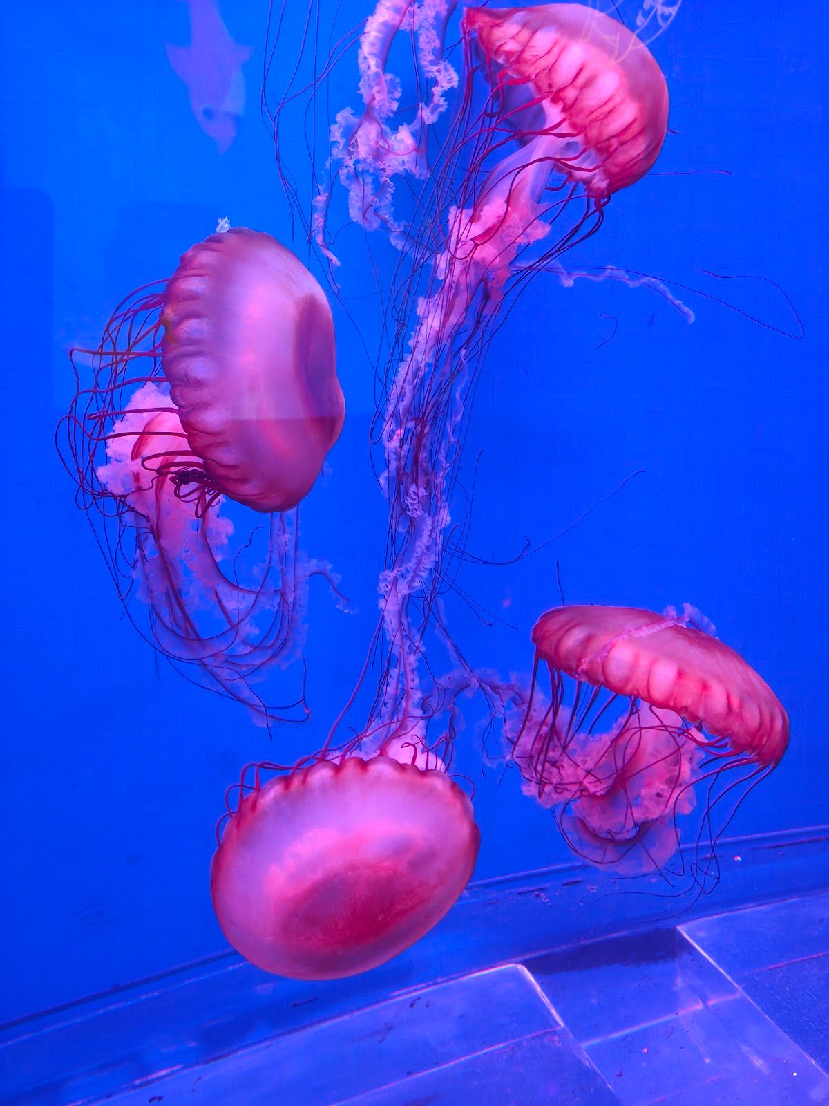 Sea Life Bangkok Ocean World - Image 7