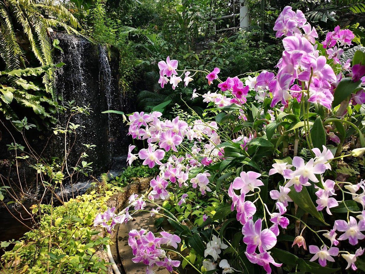 Bangkok Butterfly Garden and Insectarium - Image 10