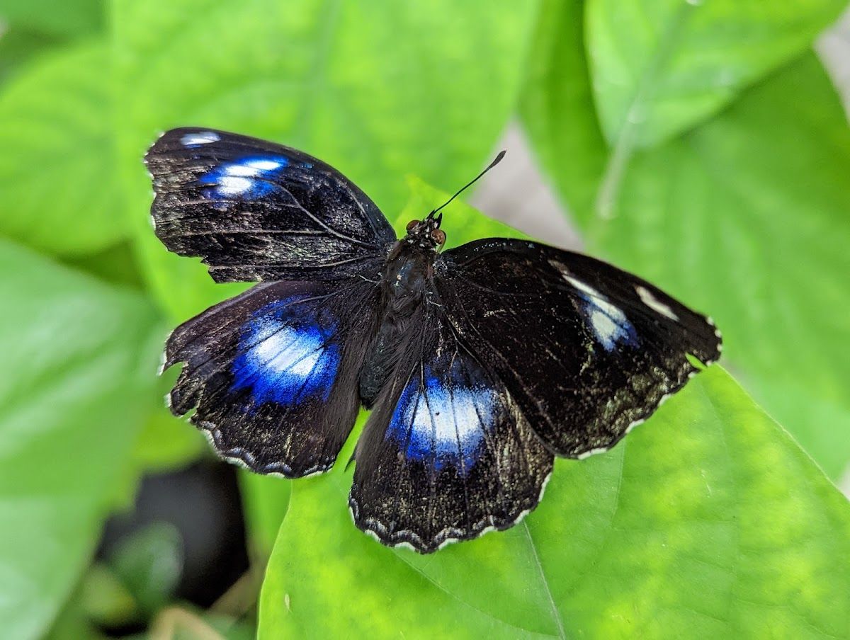Bangkok Butterfly Garden and Insectarium - Image 6