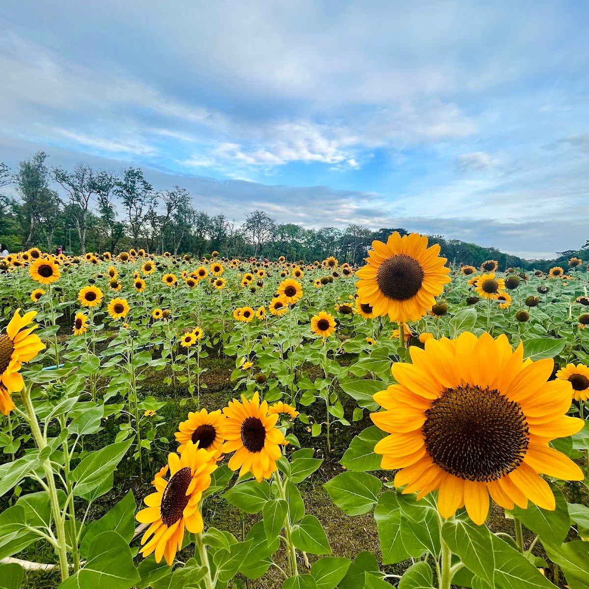 Wachirabenchathat Park - Image 3