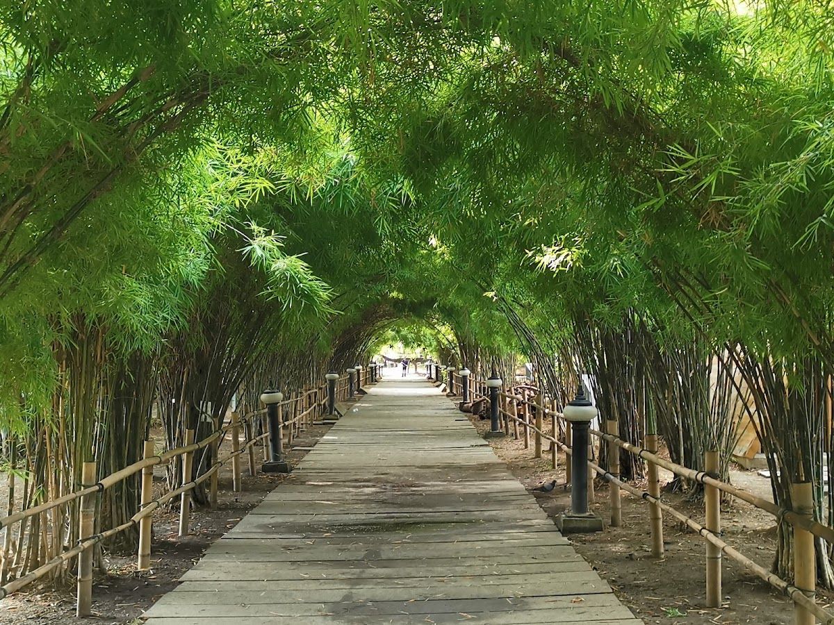 สวนสมเด็จพระนางเจ้าสิริกิติ์ - Image 10