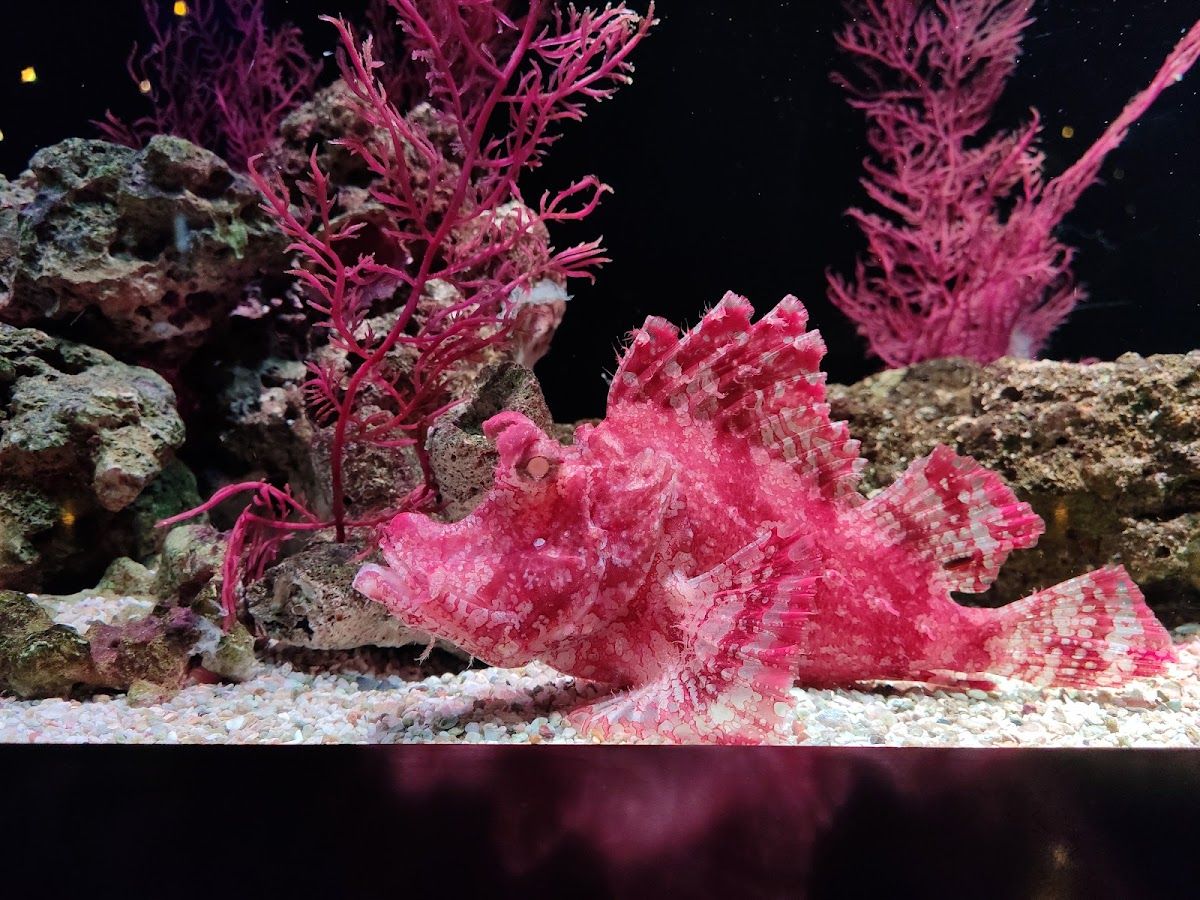 Sea Life Bangkok Ocean World - Image 8