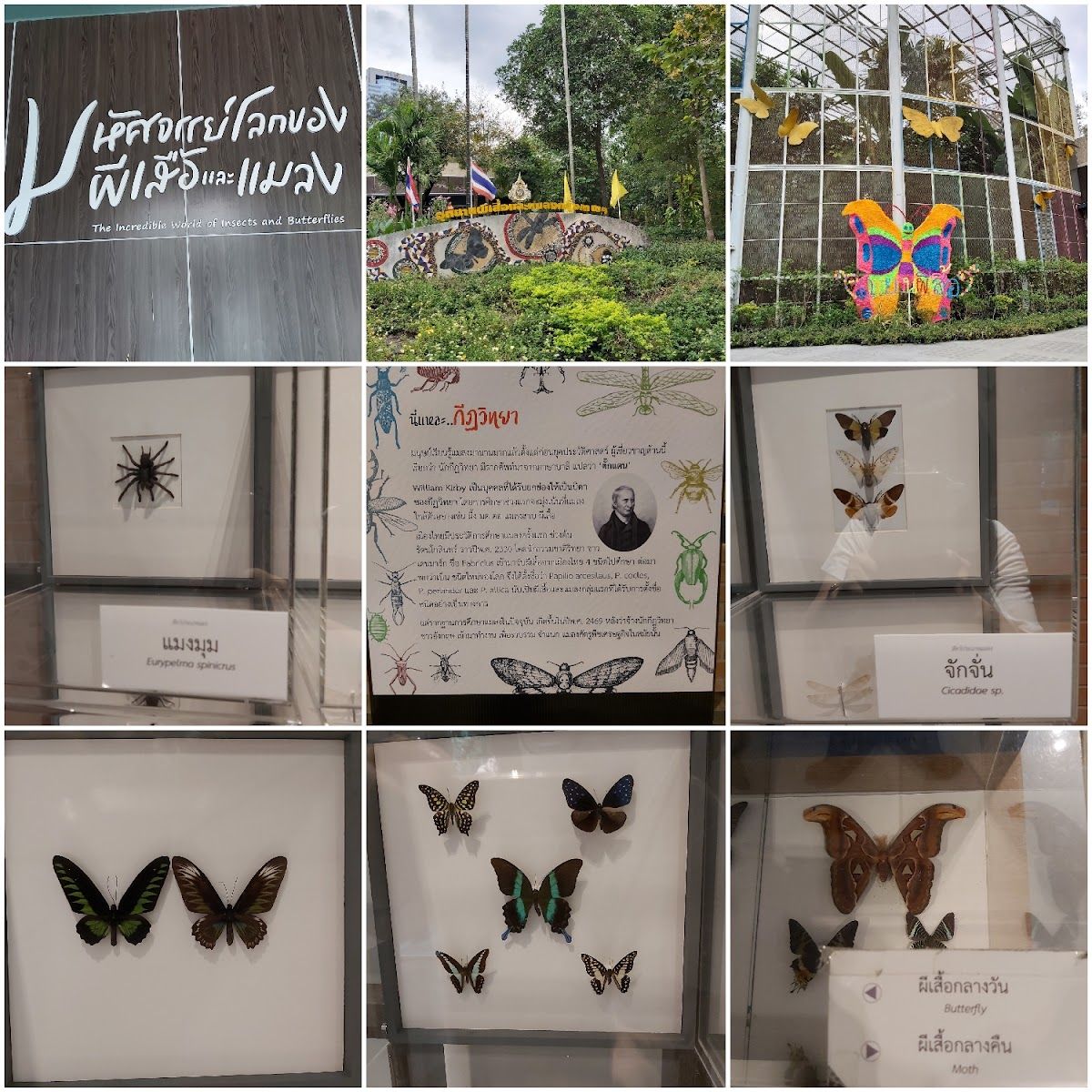 Bangkok Butterfly Garden and Insectarium - Image 7