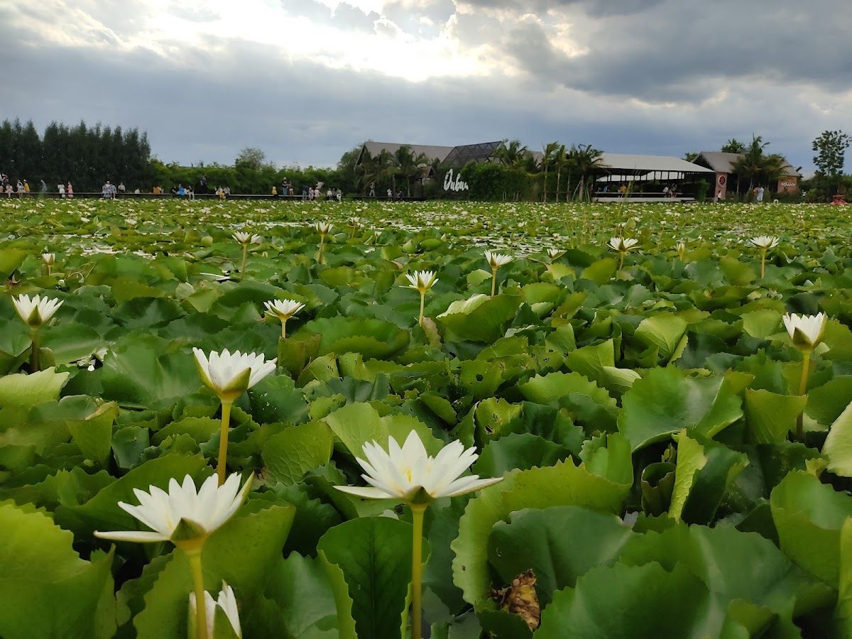 Dubua Cafe - Image 7