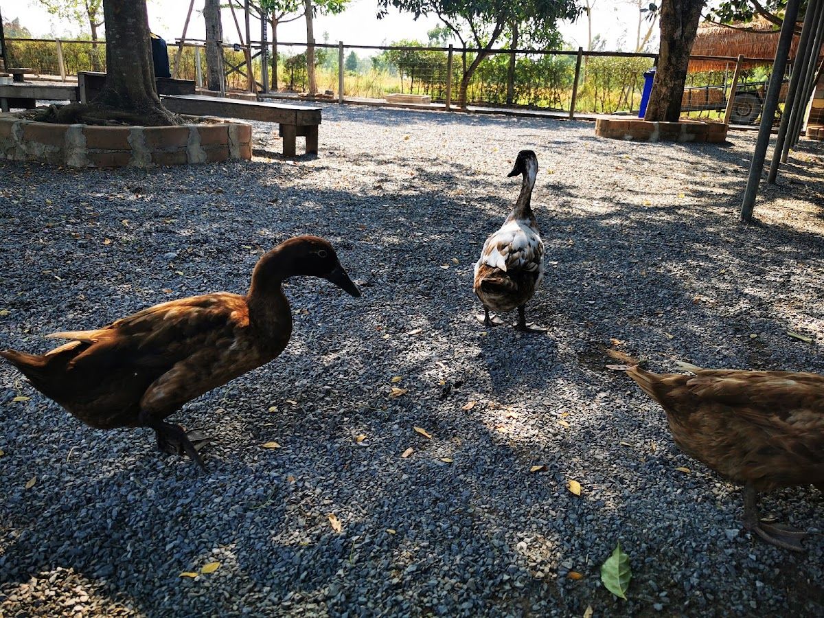 Farm de Lek - Image 6