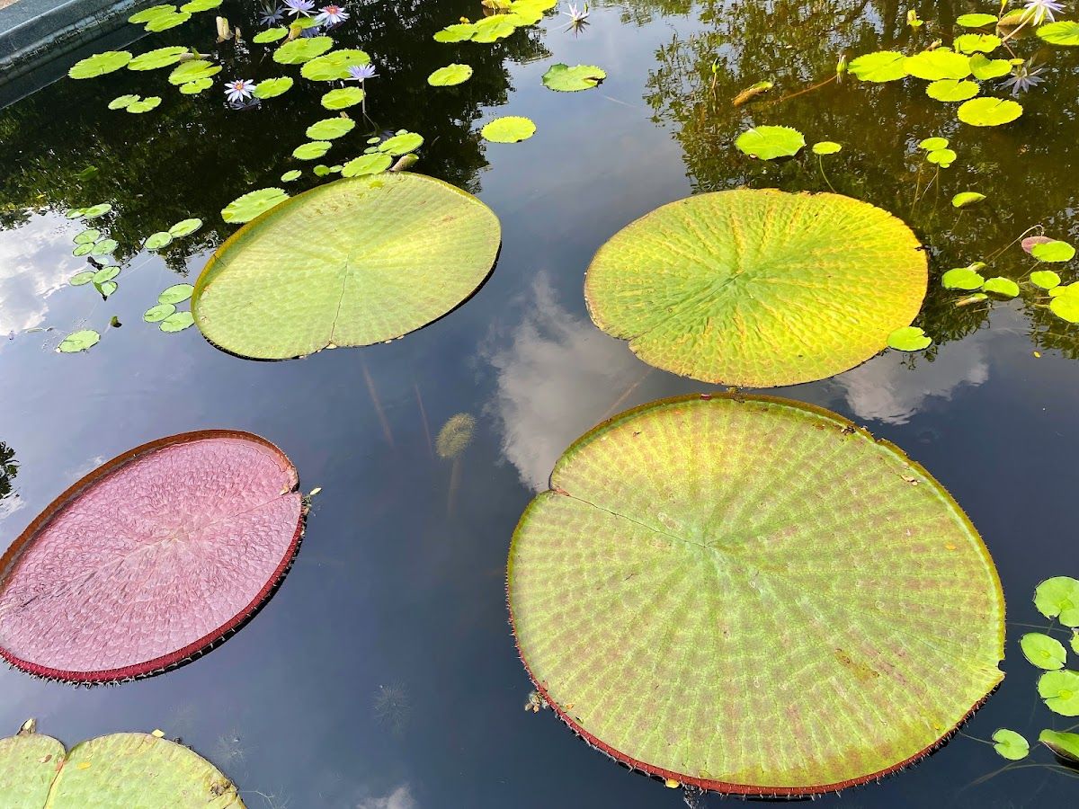 สวนสมเด็จพระนางเจ้าสิริกิติ์ - Image 4