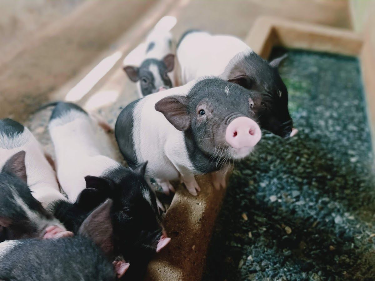 Farm de Lek - Image 9