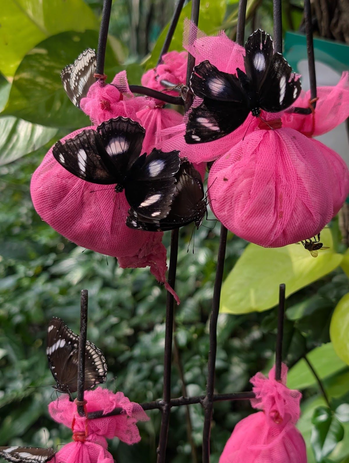 Bangkok Butterfly Garden and Insectarium - Image 8
