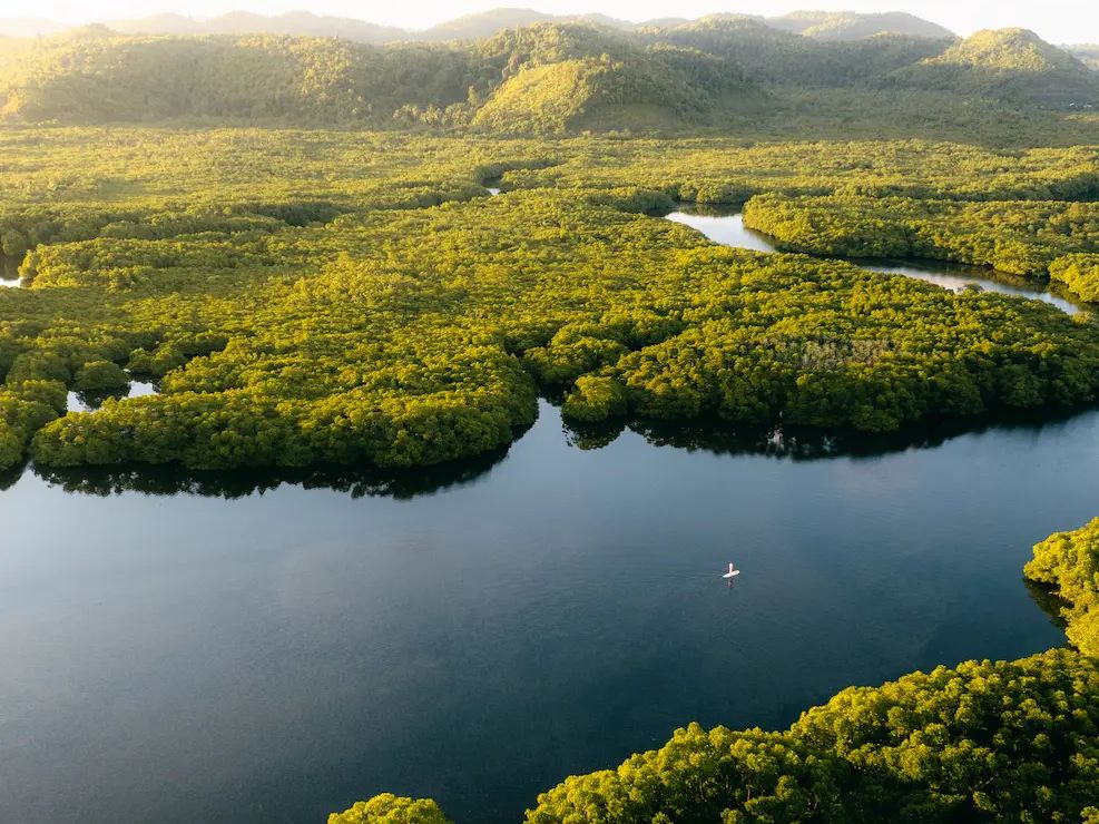 The mangrove lagoon