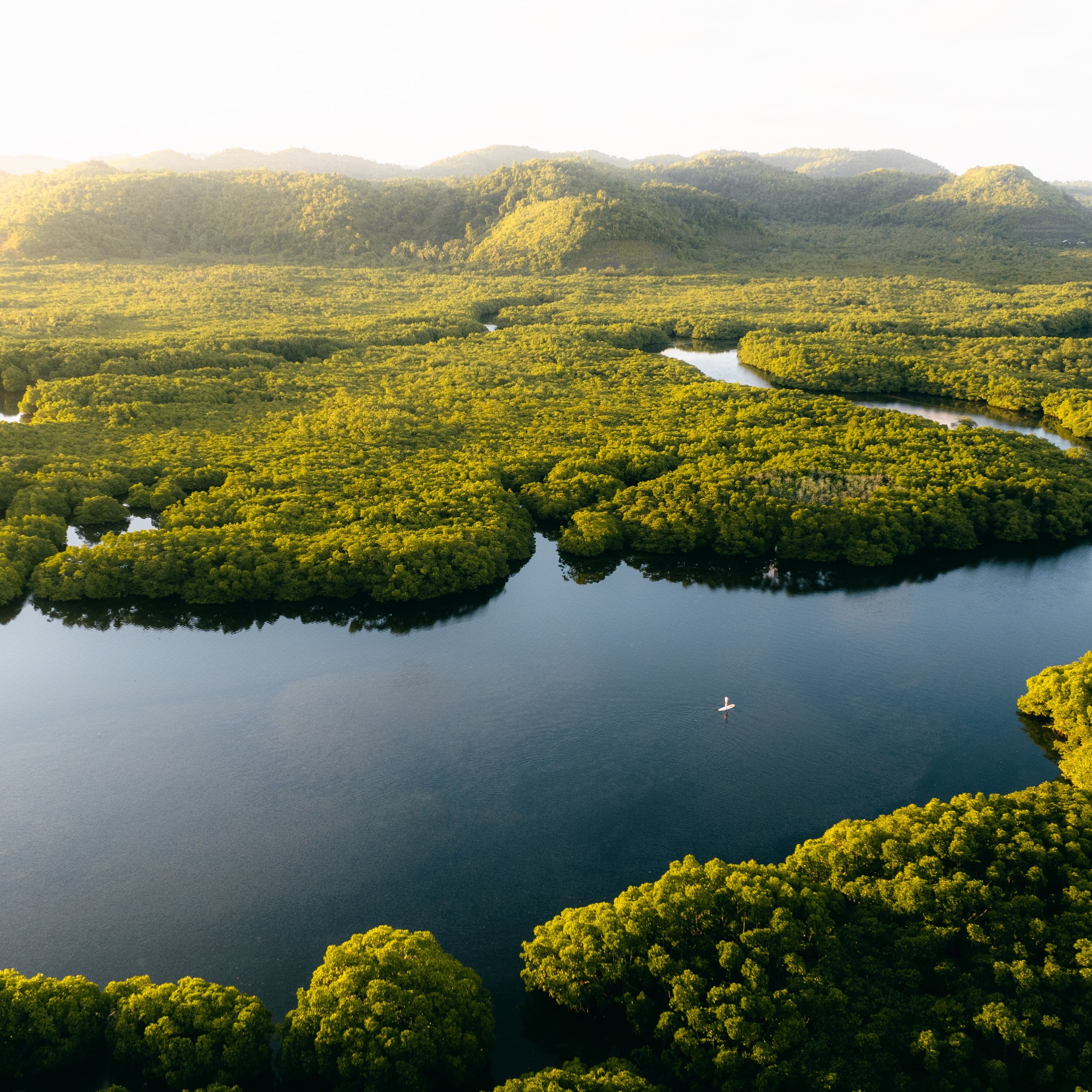 A mangrove lagoon surrounded by forest, seen from above