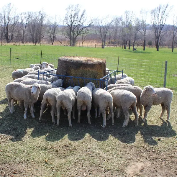 Feeders & Waterers