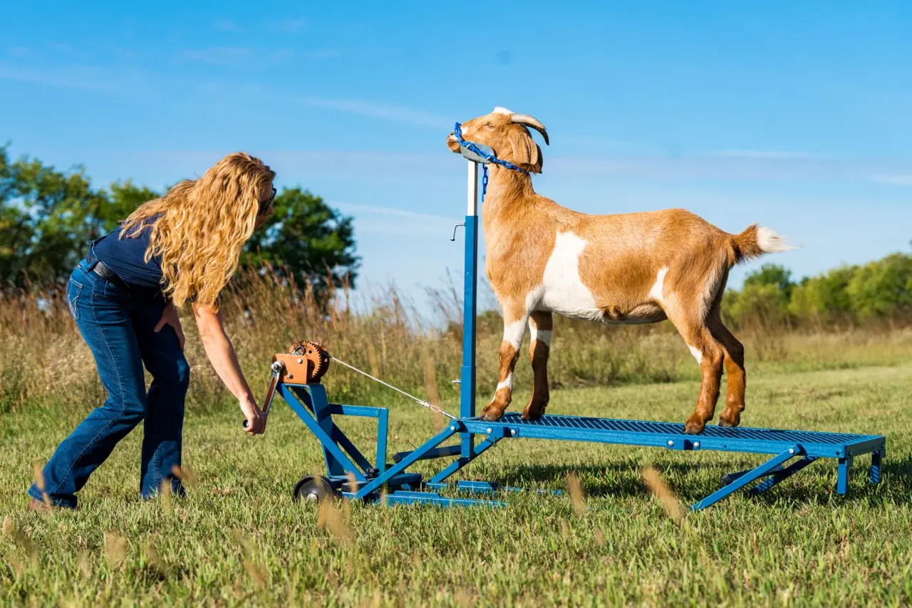 Winch Blocking Stand for Sheep & Goats