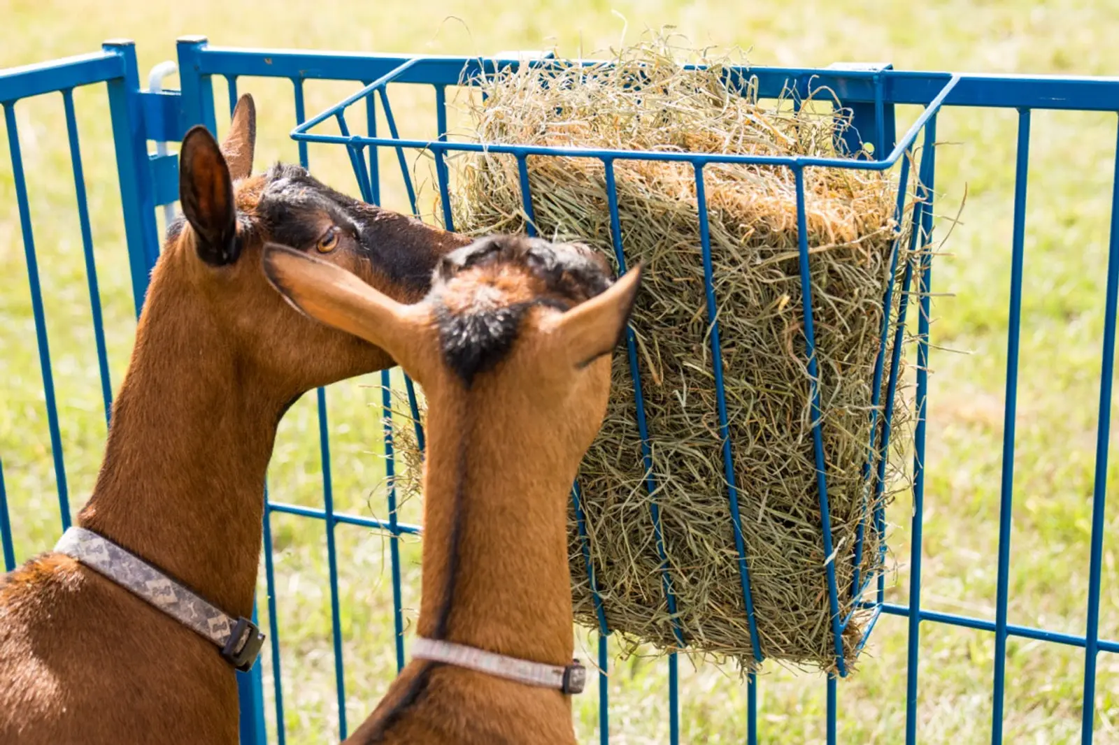 Steel Hay Basket for Sheep & Goats