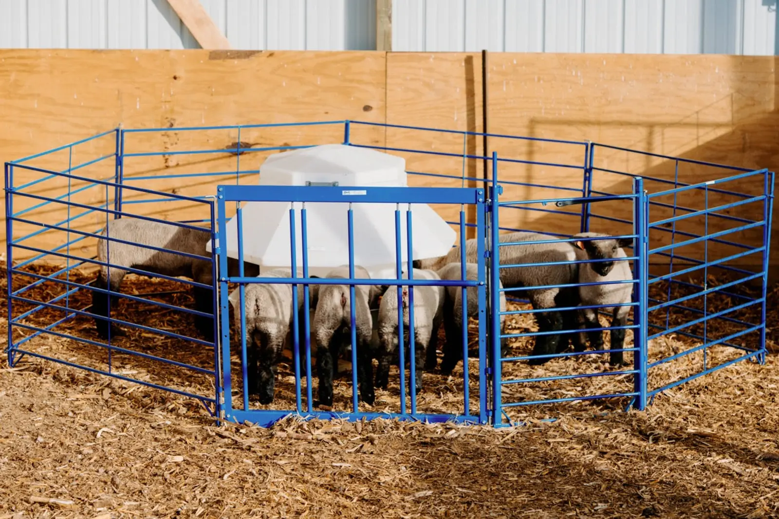 Complete Creep Feed Area Kit for Lambs & Kids - Adjustable Creep Panel, Walk-Through Gate, (3) Lightweight Folding Panels From 5'-10' & 400lb Self-Feeder for Sheep & Goats