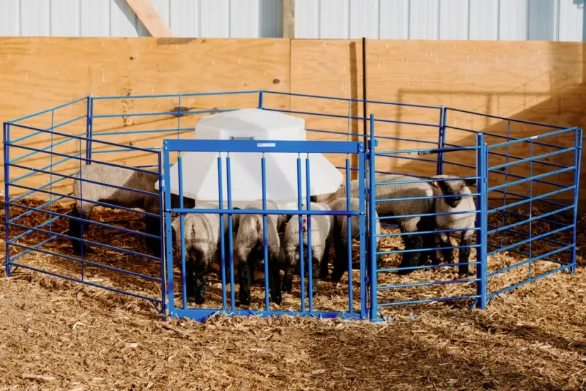 Complete Creep Feed Area Kit for Lambs & Kids - Adjustable Creep Panel, Walk-Through Gate, (3) Lightweight Folding Panels From 5'-10' & 400lb Self-Feeder for Sheep & Goats