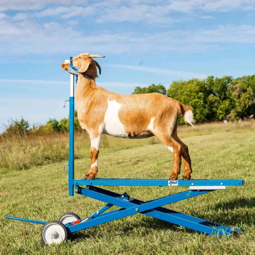 Hydraulic Stand for Sheep & Goats