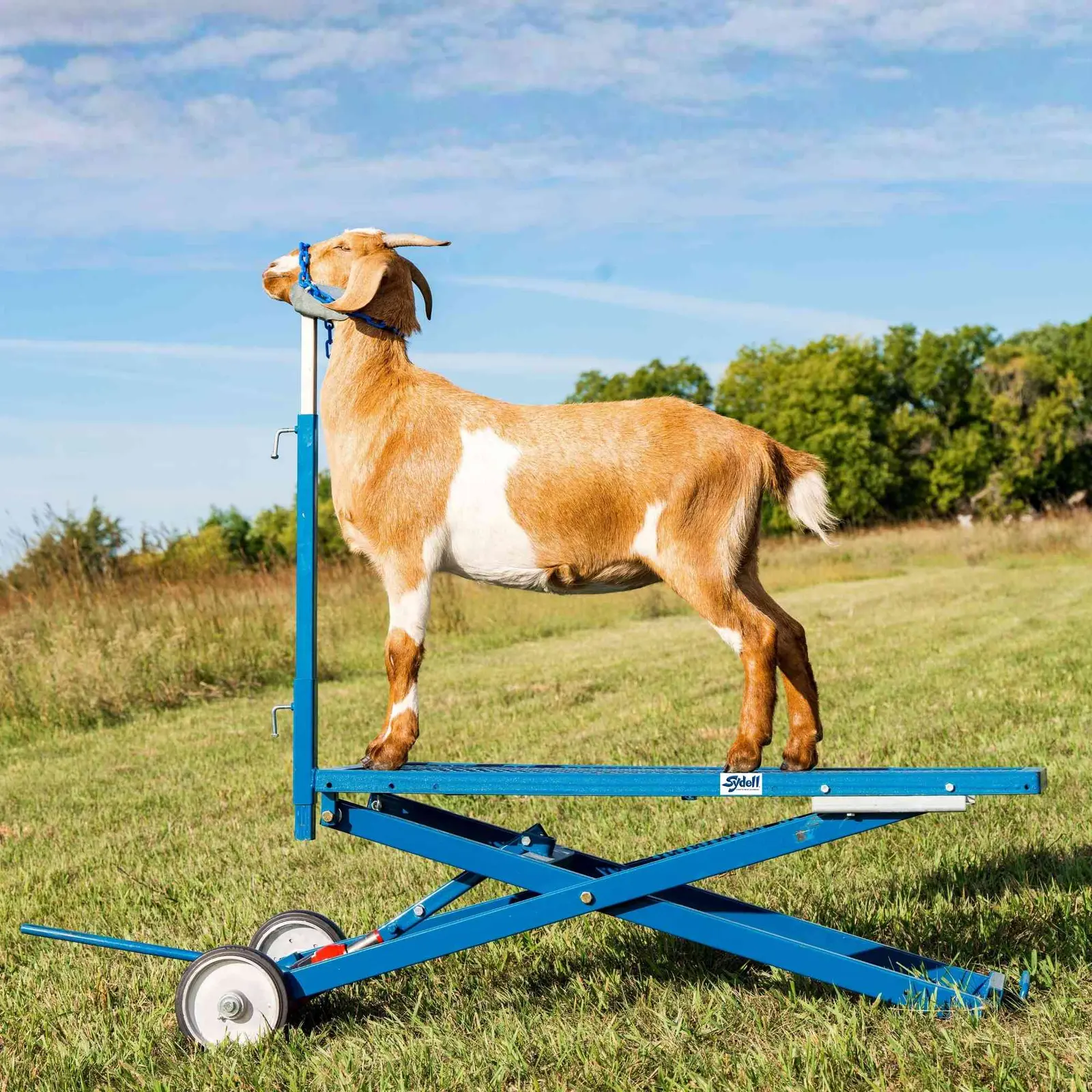 Hydraulic Stand for Sheep & Goats