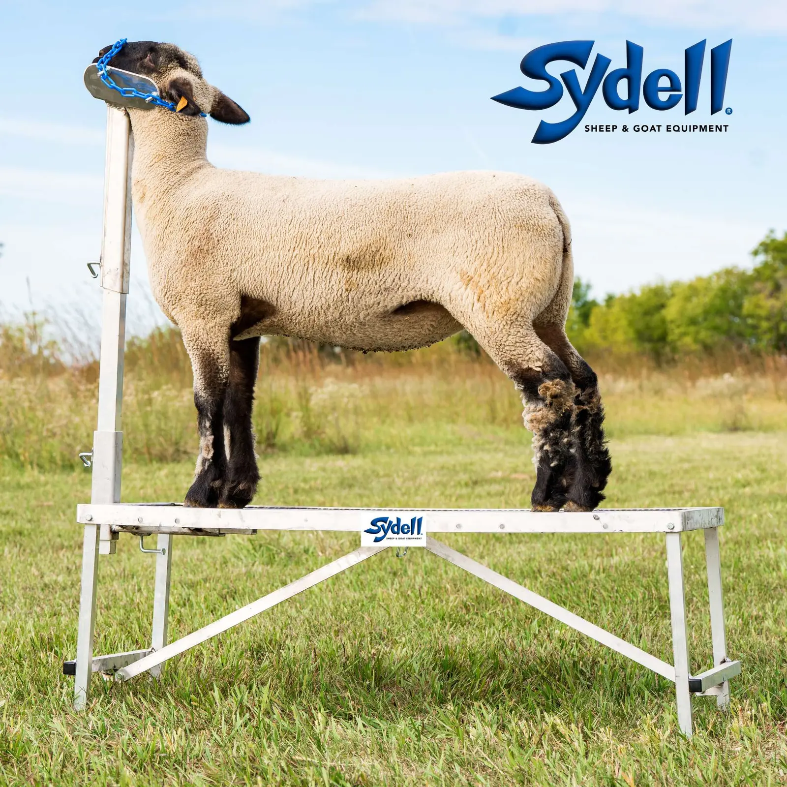 Fold-Up Fitting Stand for Sheep & Goats