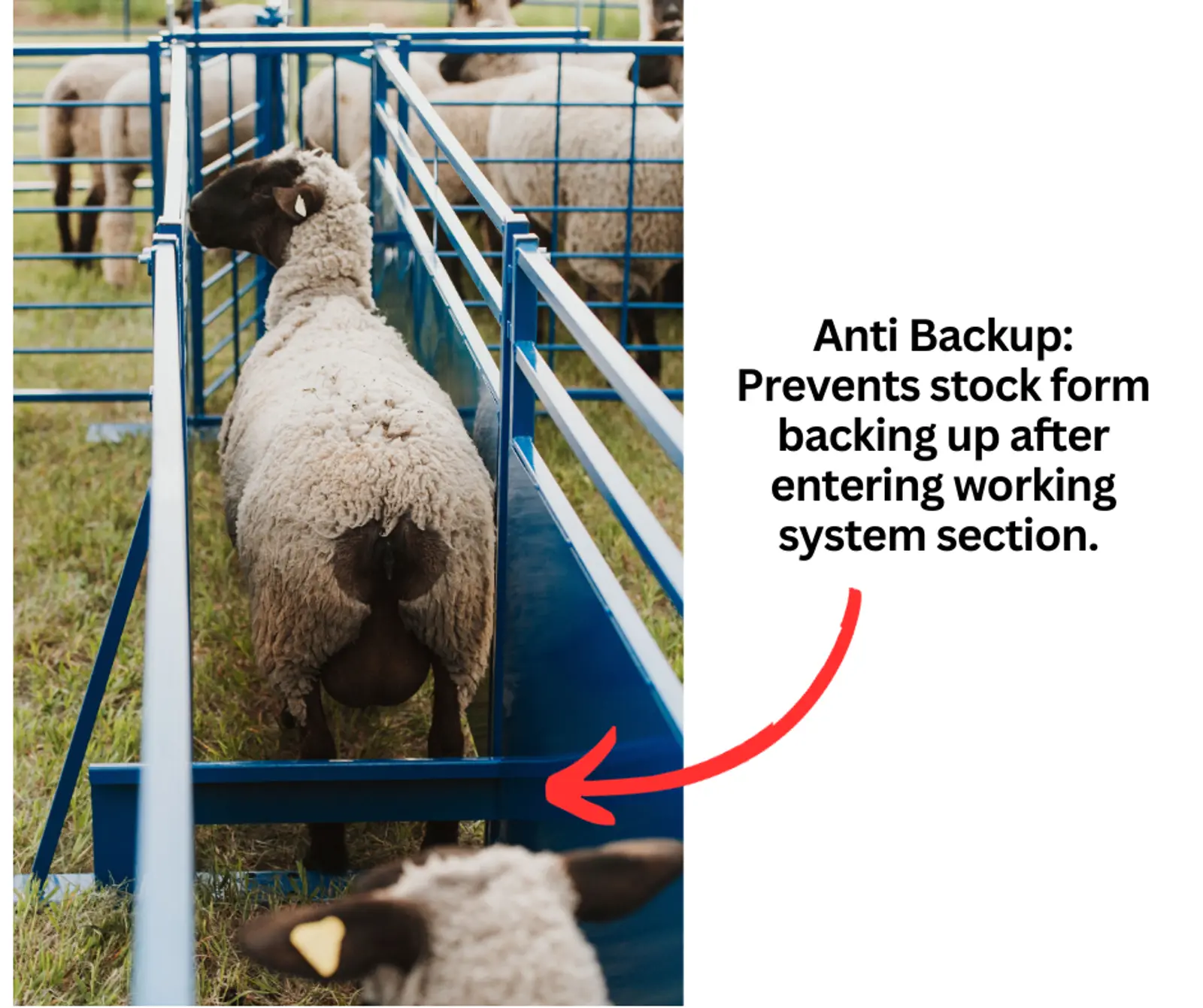 Anti-Backup for Sheep & Goats