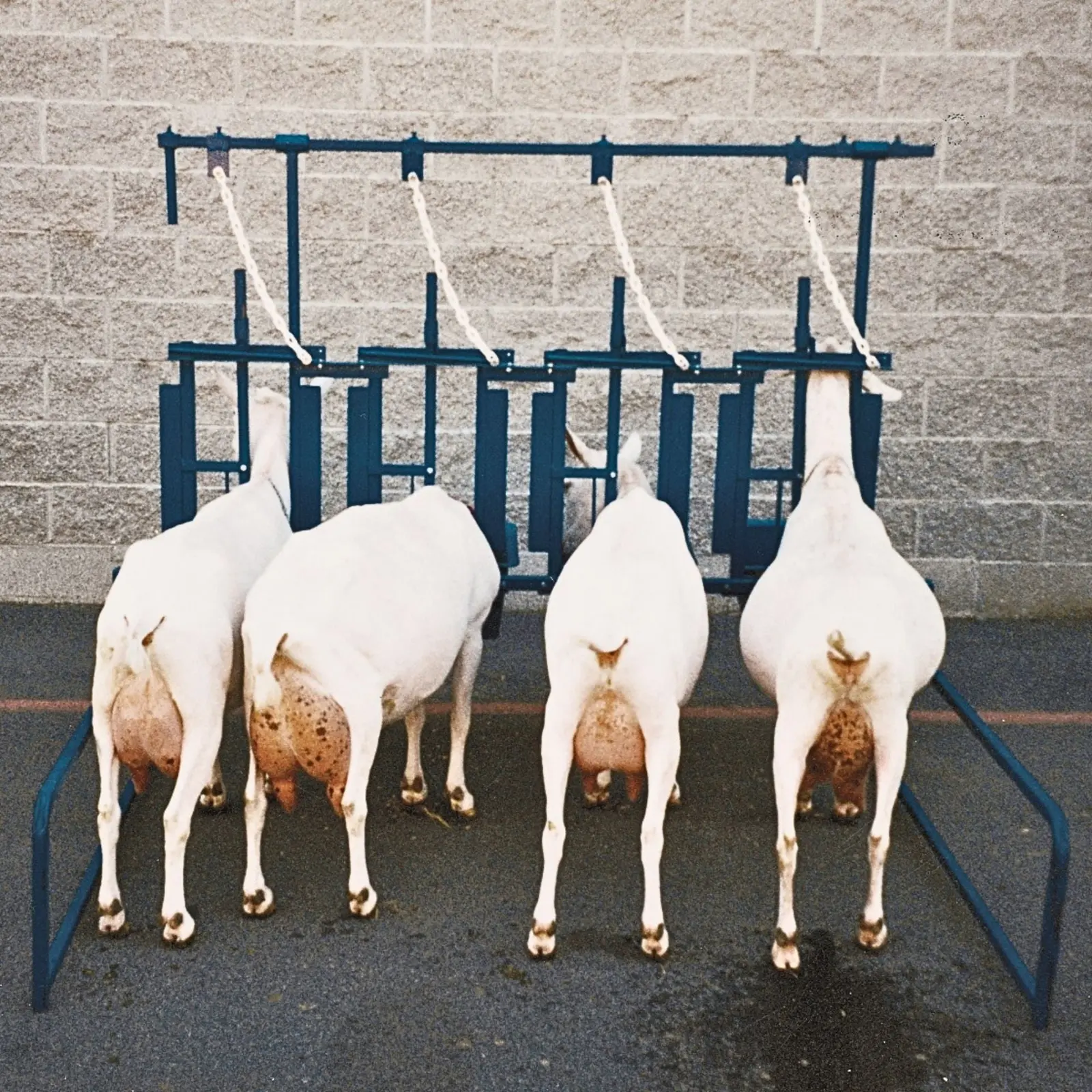 Self Standing Milking Parlor Unit 1055 for Sheep & Goats