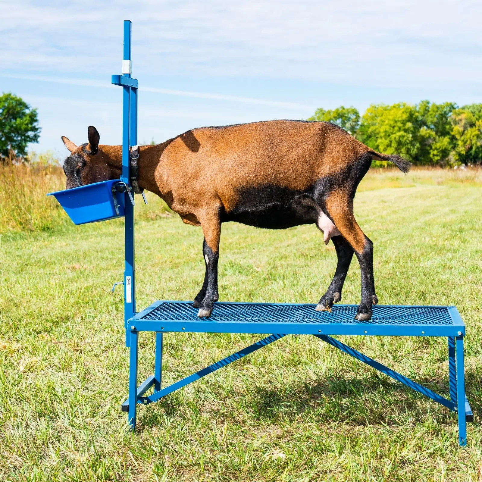 Milking Stanchion for Sheep & Goats