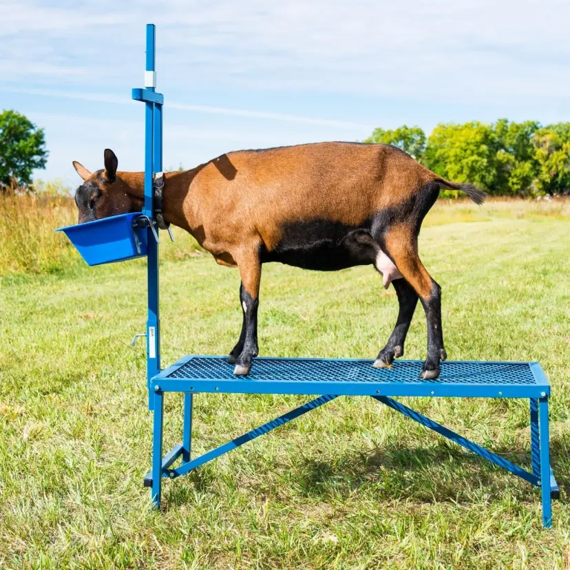 Milking Stanchion for Sheep & Goats
