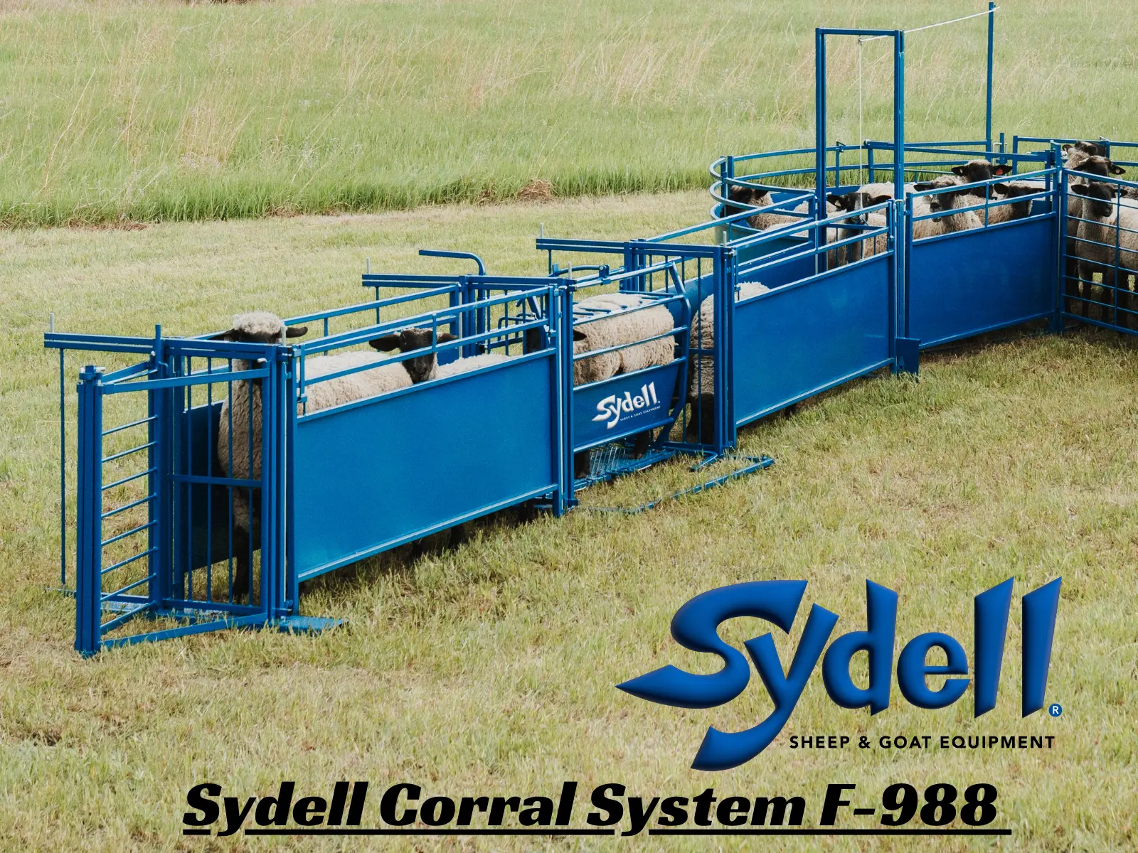 Complete Corral Working System F for Sheep & Goats