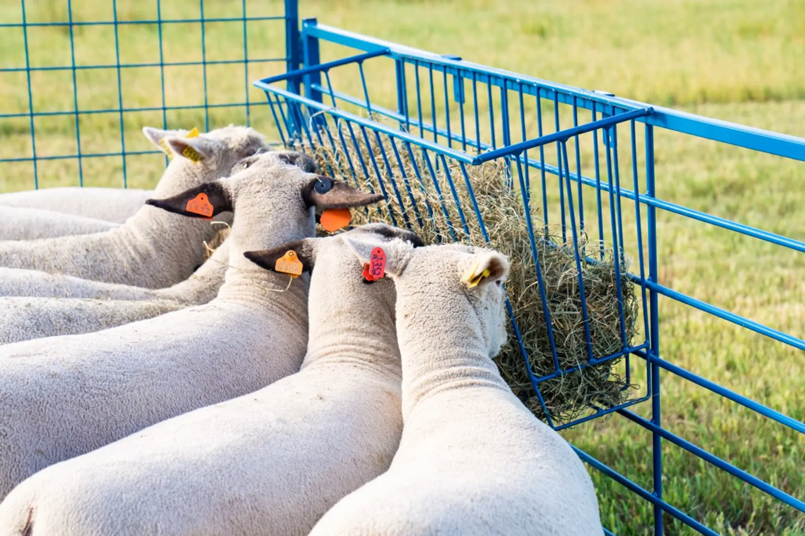 4' Steel Hay Basket for Sheep & Goats