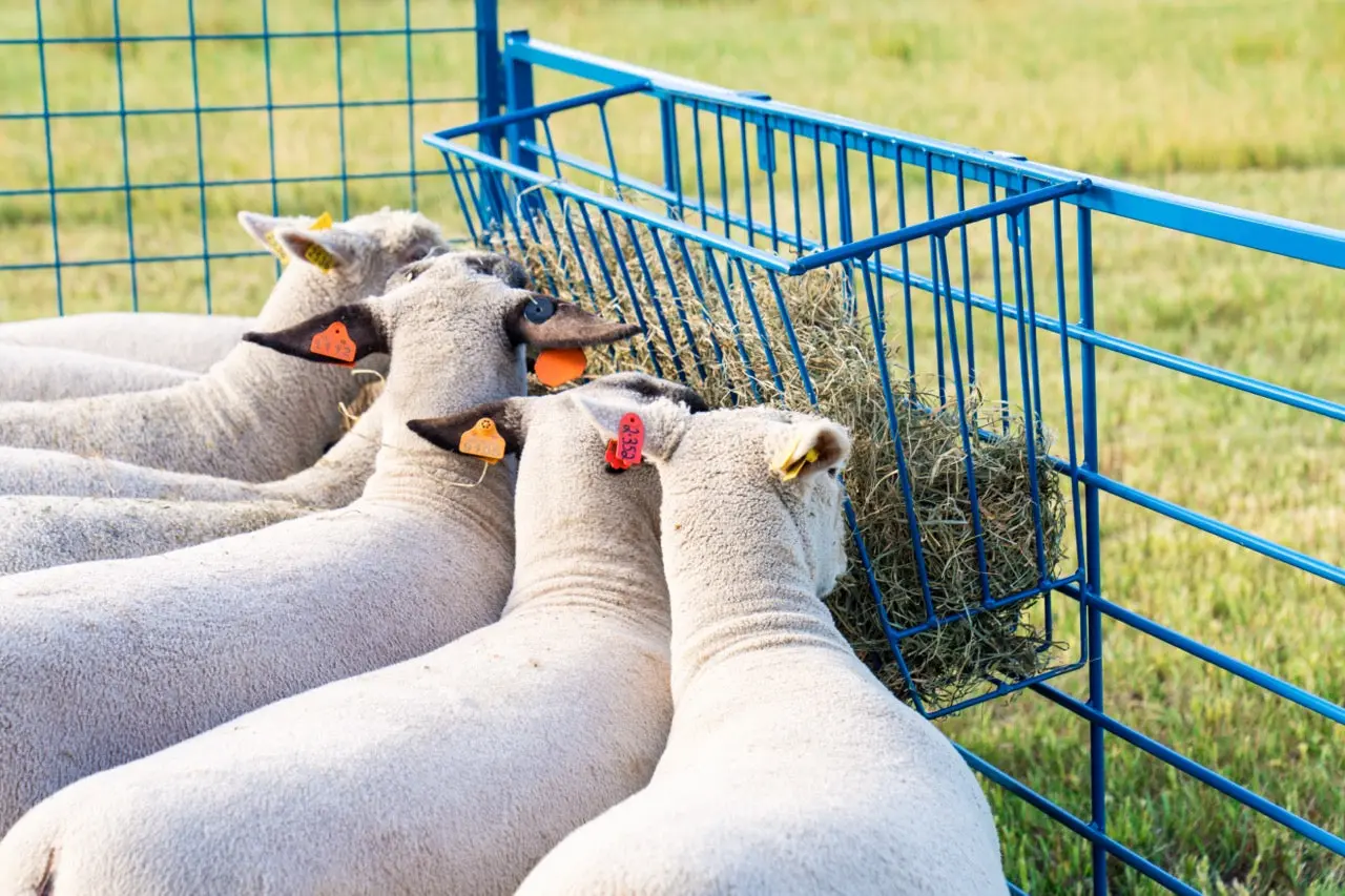 4' Steel Hay Basket for Sheep & Goats