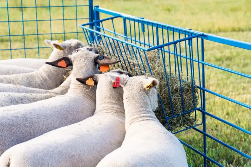 4' Steel Hay Basket for Sheep & Goats