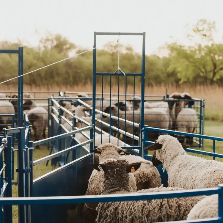 Sheep & Goat Equipment