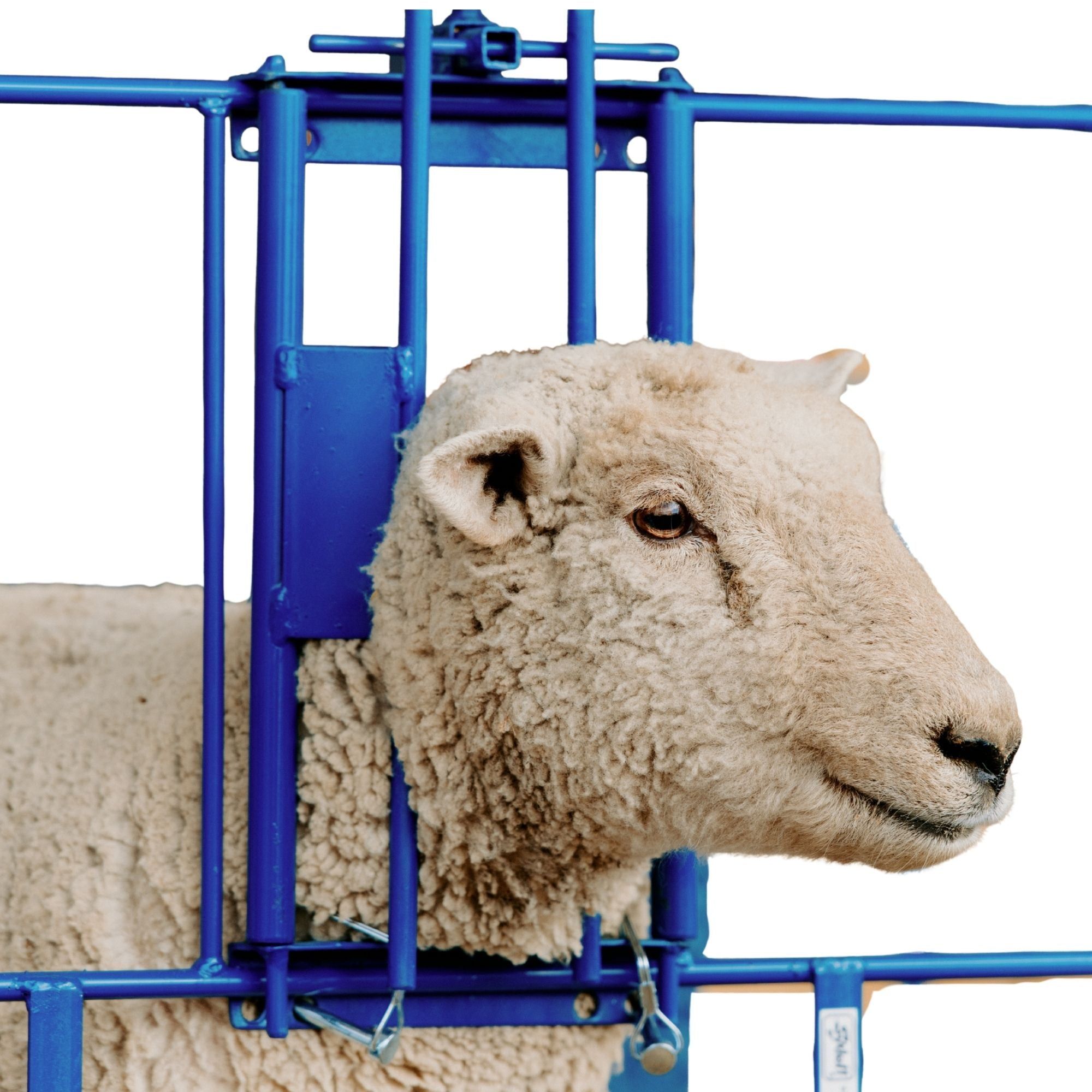 Ewe Headlock for 400 Panels for Sheep & Goats