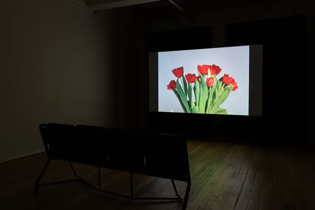 A dark empty room with a large projection of a bunch of red tulips. There is a row of empty seating in front of the screen