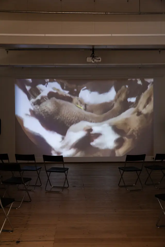 A close up image of sheet and cattle is distorted by a curved lens. The film still is projected on the gallery wall with a collection of chairs placed in front.