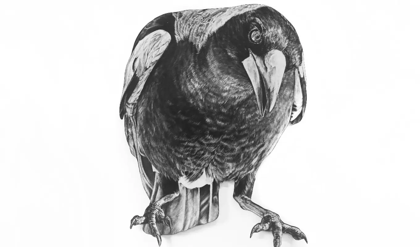 A front on, black and white drawing of a bird, possibly a magpie, against a white background.