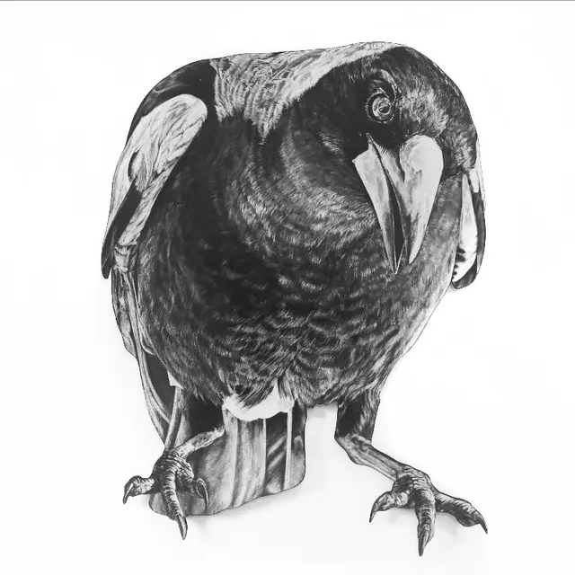 A front on, black and white drawing of a bird, possibly a magpie, against a white background.