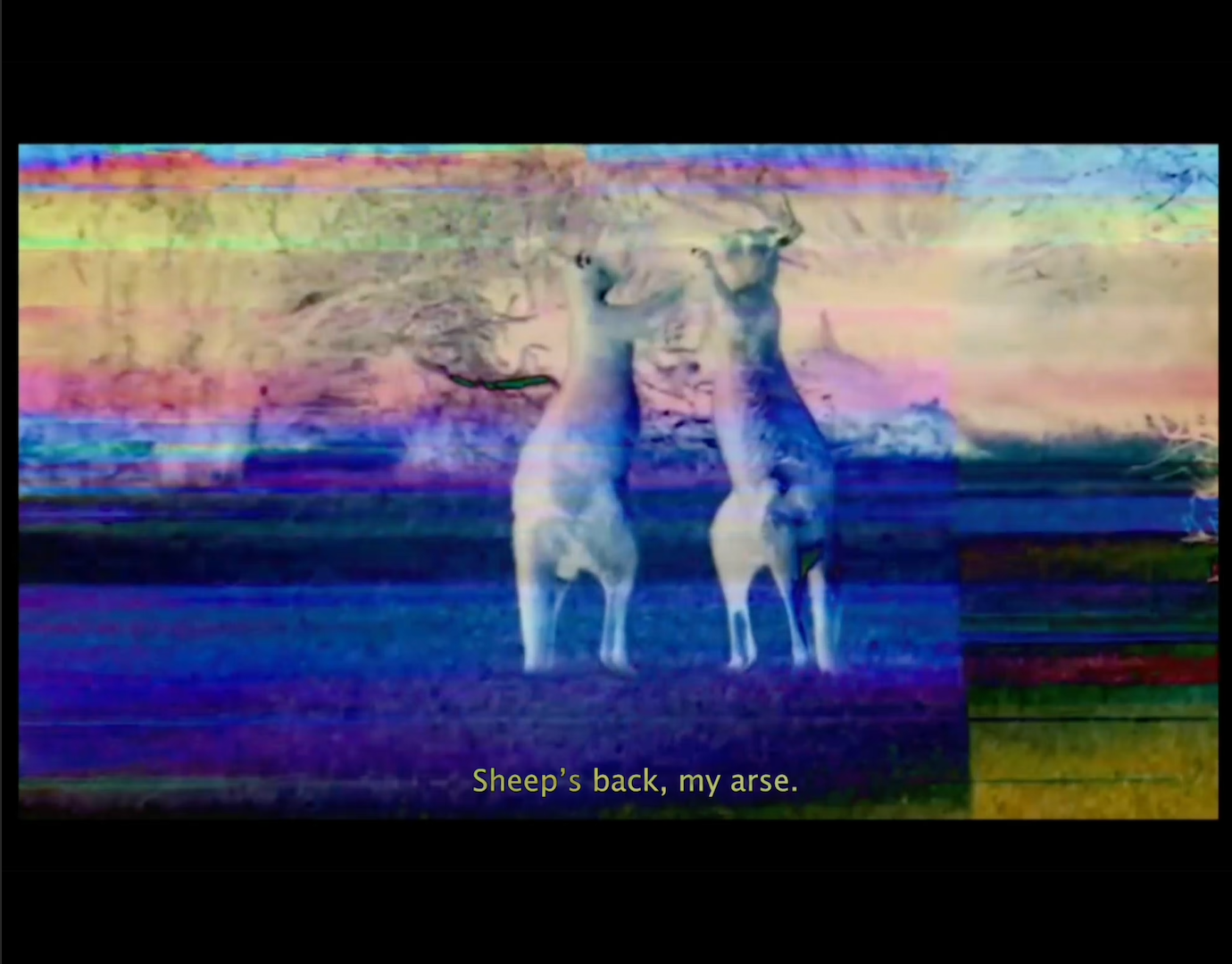 A glitchy holographic film still of two kangaroos fighting with the caption 'Sheep's back, my arse' written at the bottom of the screen.
