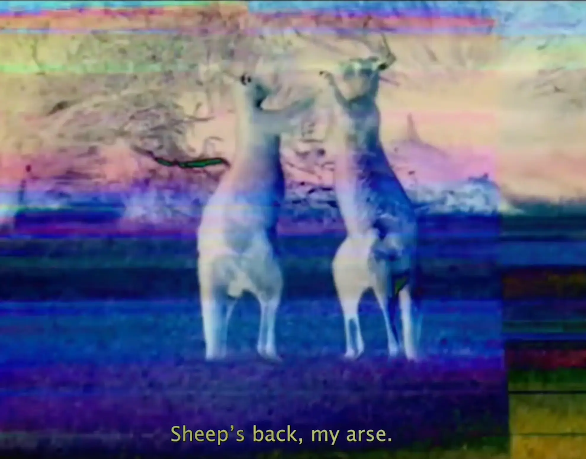 A glitchy holographic film still of two kangaroos fighting with the caption 'Sheep's back, my arse' written at the bottom of the screen.