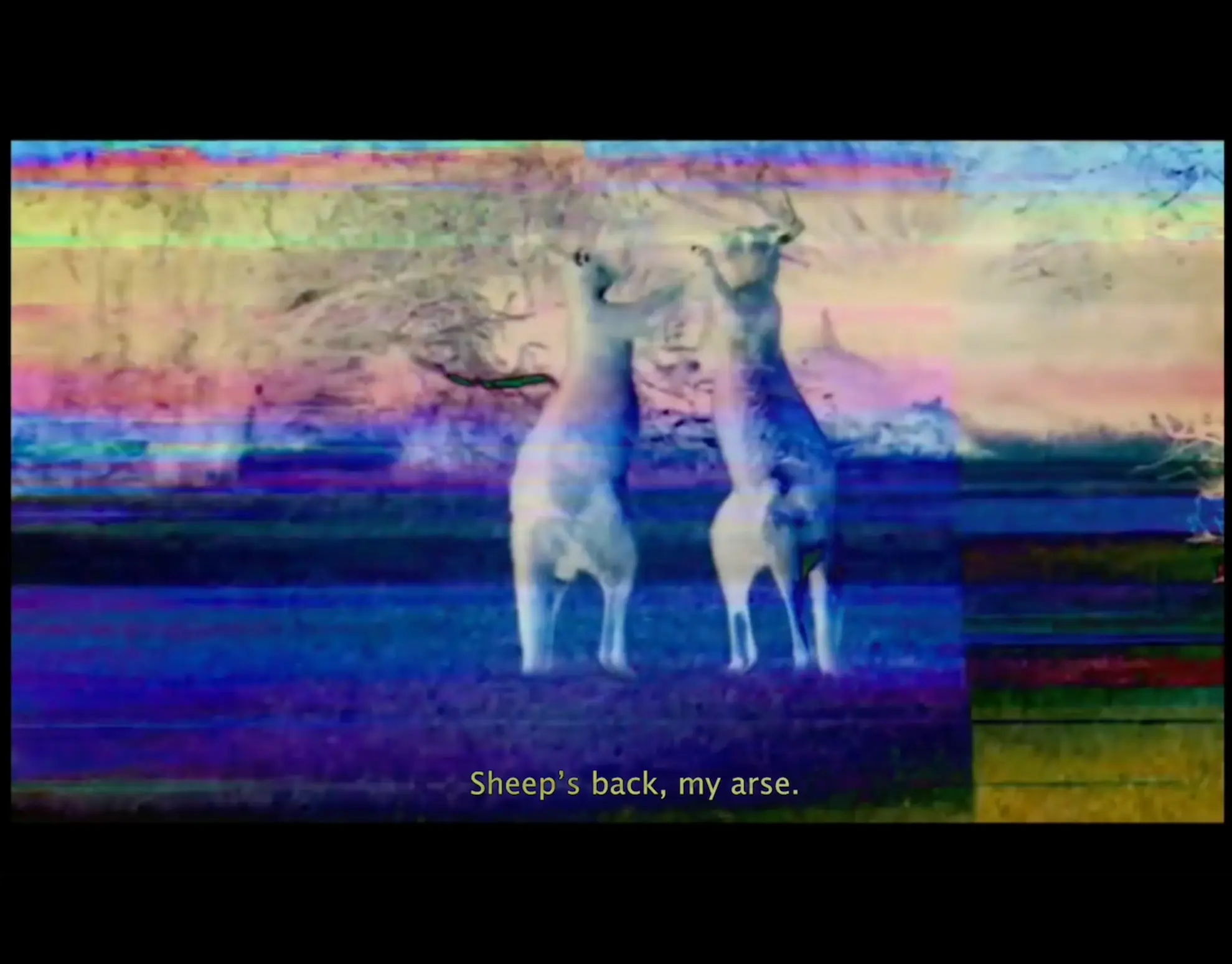 A glitchy holographic film still of two kangaroos fighting with the caption 'Sheep's back, my arse' written at the bottom of the screen.