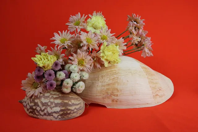 A photograph of a small brown and white patterned shell with a larger cream and white striped shell lie under a mix of pink and white circular flowers and pink and yellow larger pointy flowers, in front of a vibrant red background.
