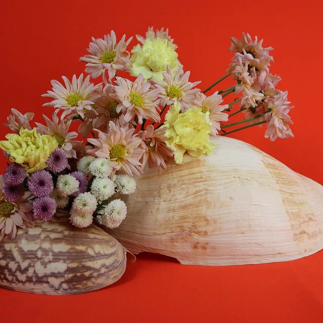 A photograph of a small brown and white patterned shell with a larger cream and white striped shell lie under a mix of pink and white circular flowers and pink and yellow larger pointy flowers, in front of a vibrant red background.