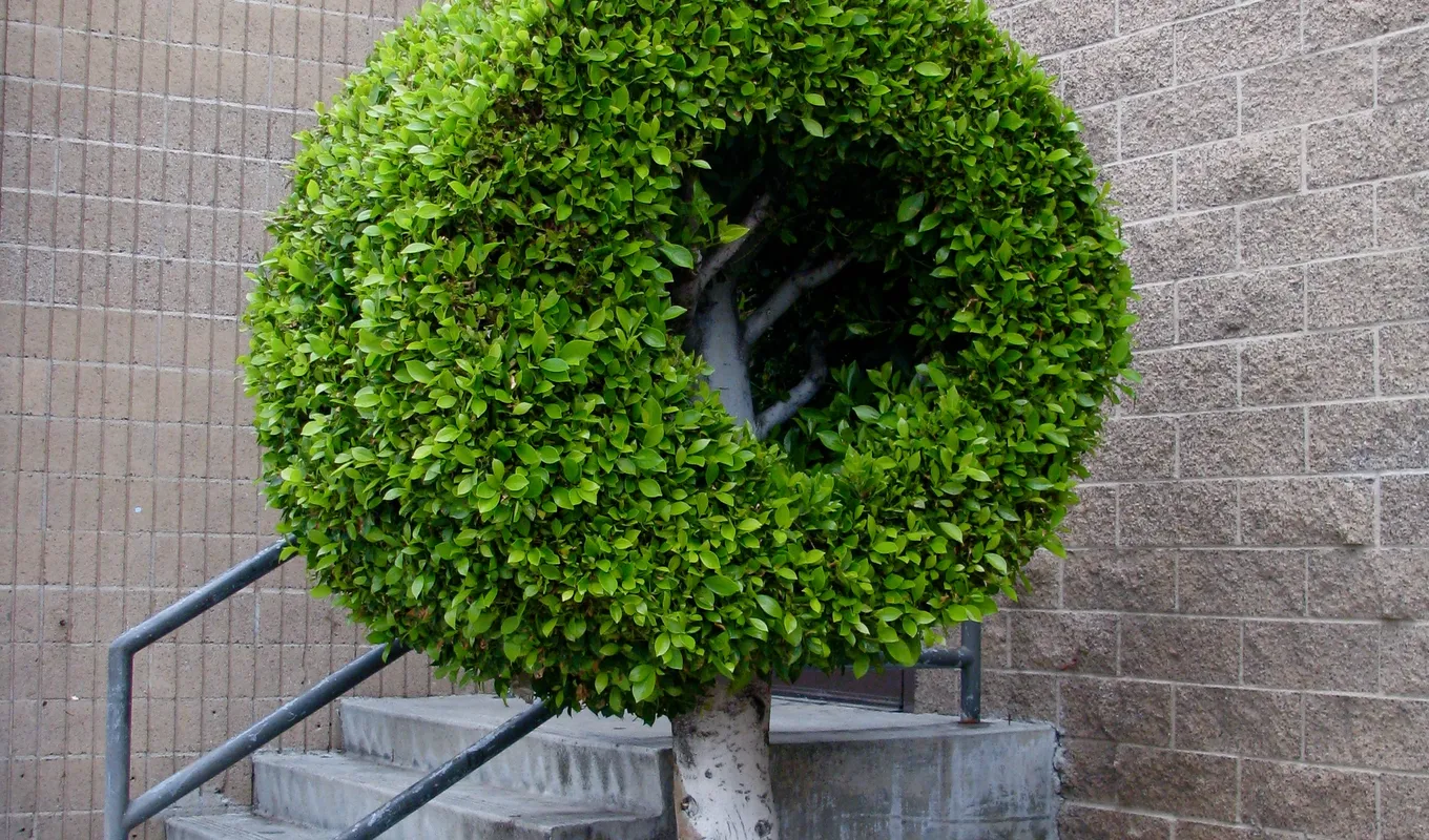 A tree planted on a paved ground, it's leaves have been pruned to look like a hollow cylinder.